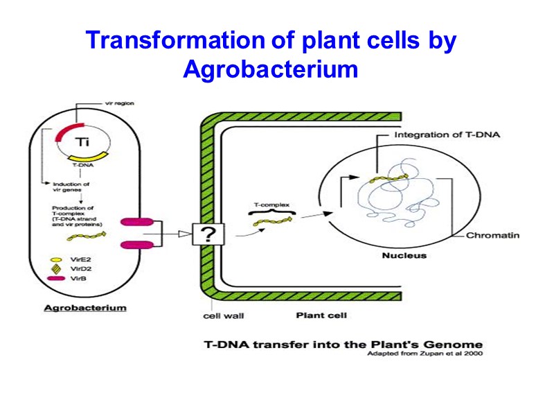Transformation of plant cells by Agrobacterium